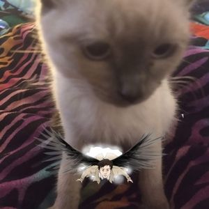 Meet your Posher, Samantha